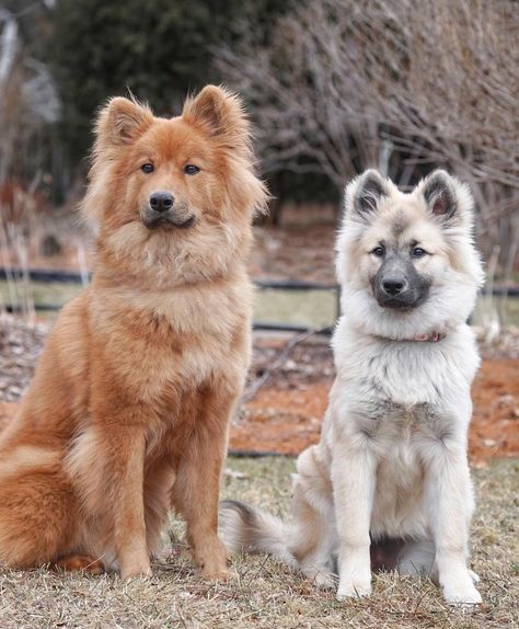 Spitz Breeds, Fire Icons, Disabled Dog, Dog Breeds Medium, Real Dog, Animal References, Dream Dog, American Kennel Club, Mixed Breed