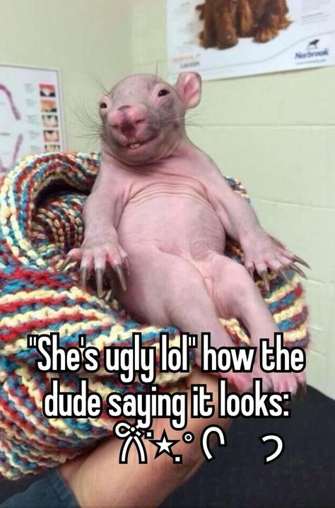 Derpy Dog, Memes Download, Aesthetic Whispers, Funny Rats, Love My Sister, Funny Images Laughter, Laugh Out Loud, Relatable Post Funny, Memes Humor