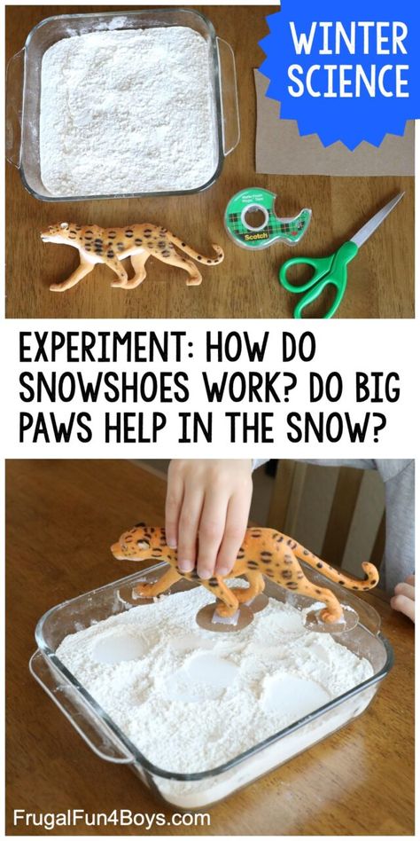 Animal Science Experiments, Animal Science Activities, Project Based Learning Kindergarten, Winter Stem Activities, Science Experiments Kids Elementary, Winter Science Experiments, Animal Paws, Elementary Stem Activities, Animal Experiments