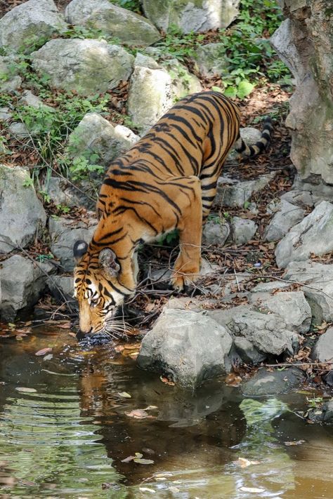 South China tiger - ZooChat South China Tiger, Indian Tiger, Panthera Tigris, South China, New Media, Positive Energy, Tigers, Cool Photos, Energy