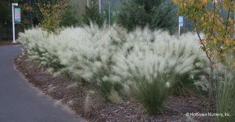 http://hoffmannursery.com/plants/muhlenbergia-capillaris-white-cloud/ - Google Search Puglia Garden, Xeriscape Colorado, Xeriscape Ideas, Colorado Gardening, Xeriscape Plants, Garden Spotlights, Prairie Planting, Fountain Grass, Colorado Landscape