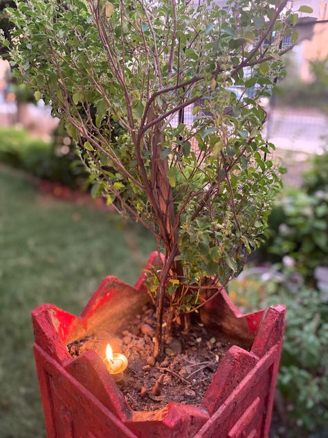 Tulsi, Garden and Medicinal Plants Tulsi Plant Aesthetic, Tulsi Diwas, Diwali Lights Decoration House, Tulsi Pooja, Tulasi Plant, Tulsi Pot, Tulsi Plant, Janmashtami Wishes, Lights Decoration