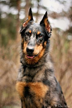 Blue Heeler Doberman Mix Dog Goals, Doberman Mix, Pharaoh Hound, Dapper Dogs, Australian Shepherd Mix, Doberman Dogs, Herding Dogs, Australian Shepherds, Pretty Dogs