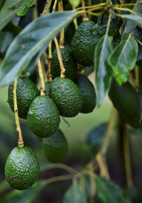 Mexico avocados see biggest price jump in 10 years Fast Growing Evergreens, Grow Avocado, Garden Catalogs, Avocado Fruit, Avocado Tree, Fresh Avocado, Green Fruit, Evergreen Trees, Exotic Fruit