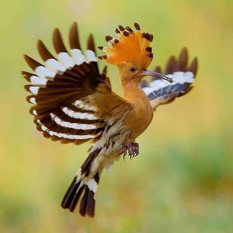 Eurasian Hoopoe (Upupa epops), Czech Republic. Photo: Petr Muláček. Eurasian Hoopoe, Hoopoe Bird, Hawaii Wall Art, Most Beautiful Birds, Rare Birds, All Birds, Bird Pictures, Exotic Birds, Arte Animal