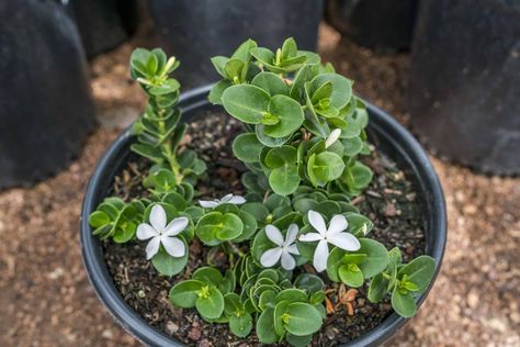 Boxwood Beauty Natal Plum - Desert Horizon Nursery Double Delight Rose, Natal Plum, Flower Species, Tree Mulch, Agave Attenuata, Hummingbird Plants, Arizona Landscape, Plant Catalogs, Border Plants