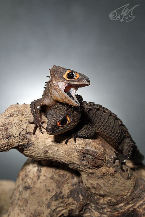 Red Eyed Crocodile Skink, Crocodile Skink, Regard Animal, Cute Reptiles, Chameleons, Reptiles Pet, Vivarium, Red Eye, Crocodiles