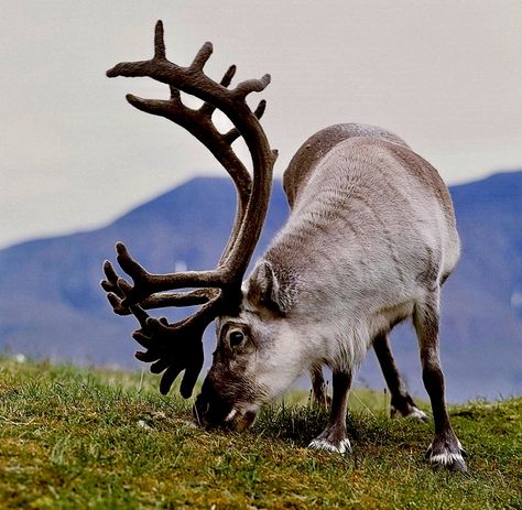 Caribou Art, Caribou Hunting, Svalbard Reindeer, Animals With Antlers, Svalbard Norway, Zoo Crew, Ocean Wildlife, Albino Animals, Beautiful Wildlife