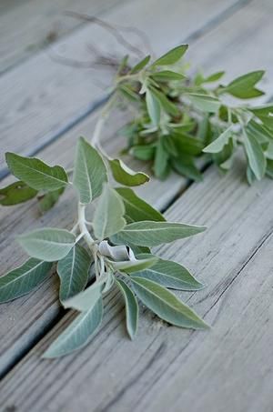 White Sage - Pinetree Garden Seeds - Herbs White Sage Plant, Seeds Planting, Seed Planting, Sage Herb, Shish Kabobs, Sage Plant, Tea Making, Witch Garden, Culinary Herbs