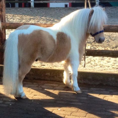 lovely little pinto Shetland pony, still a bit of winter fuzziness but such neat coloring. Palomino Shetland Pony, Cute Shetland Pony, Mini Shetland Pony, Miniature Pony, Shetland Ponies, Fell Pony, Miniature Ponies, Mini Horses, Tiny Horses