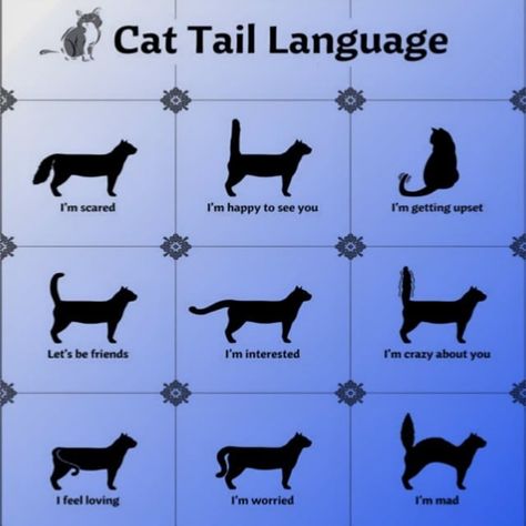 @digi_vets  Cat tail language  Credit to respective owners ________________ Follow us for more information about veterinary science @digi_vets  We provide......  daily Questions and also quizzes related to Veterinary science PPT files  We also upload news and articles related to Veterinary on our website  Connect with us and learn something new ______________________  #veterinaryadventures #vet #veterinarios #vetindia #veterinarytechnician #veterinary #vetstudy #vetmed #veterinarian #world_veter Cat Tail Signs, Cat Tail Meaning, Cat Tail Language, Im Crazy About You, Daily Questions, Veterinary Science, Cat Language, Vet School, Vet Student