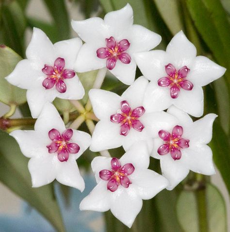 Hoya Bella Great Succulent and Orchid Companion by Houseplants4u Hoya Bella, Hoya Flowers, Garden Goals, Flower Types, Plant Wishlist, Nothing But Flowers, Flower Therapy, Ancient Coins, Unique Flowers