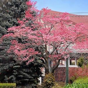 Pink Dogwood Tree, Cornus Mas, Flowering Dogwood, Pink Flowering Trees, Dogwood Tree, Early Spring Flowers, Scale Insects, Acid Loving Plants, Pink Dogwood