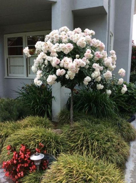 Iceberg patio tree rose requires little extra care and is one of the most  popular tree Patio Trees, Gardening Aesthetic, Rose Tree, Flowering Tree, Rose Bushes, Rose Seeds, Front Landscaping, Perennial Herbs, Rose Trees