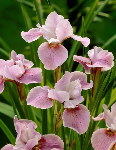 Siberian Iris, Japanese Iris, Making Plant Pots, Flower Pot Design, Moss Garden, Iris Garden, Pink Garden, Sympathy Flowers, Iris Flowers