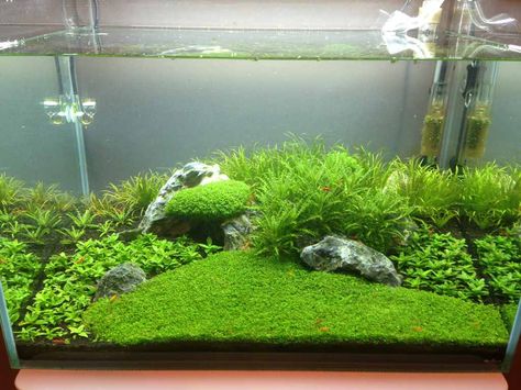 Post your shrimp tanks! - The Planted Tank Forum Planted Shrimp Tank, Shrimp Tank Aquascape, Shrimp Tank Ideas, Shrimp Tanks, Fish Tank Themes, Fish Tank Design, Aquascape Design, Shrimp Tank, Nano Aquarium