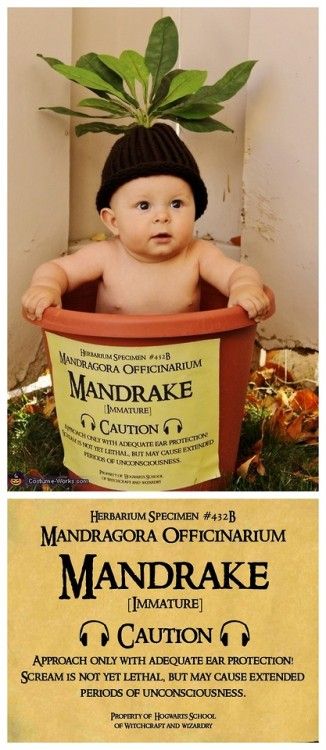 Mandrake Label Printable, Mandrake Baby Costume, Mandrake Label, Mandrake Costume, Harry Potter Mandrake, Funny Baby Costumes, Halloween Harry Potter, Diy Baby Costumes