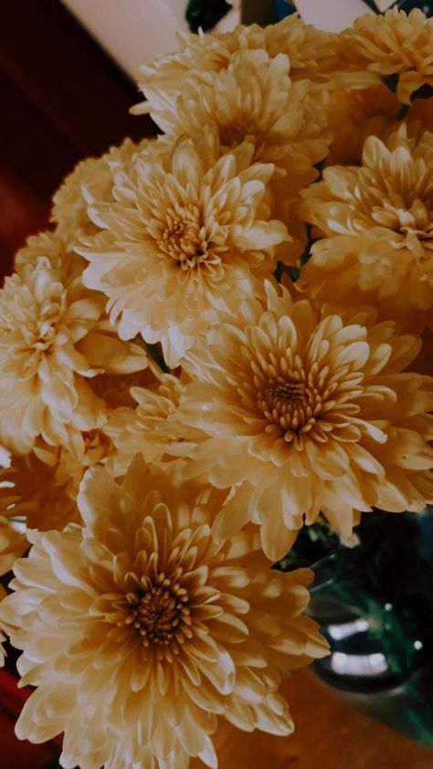 Chrysanthemum, Beautiful Flowers, Plants, Flowers