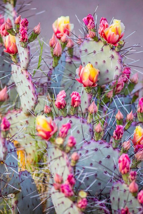 Colorful Cactus, Cactus Pictures, Flowers In Bloom, Blooming Cactus, Pear Cactus, Cactus Painting, Prickly Pear Cactus, Desert Painting, Cactus Art