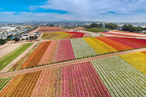 The Best Things to See on California's Highway 1 2023 Color Of The Year, Carlsbad Flower Fields, Moonstone Beach, San Simeon, 2023 Color, Highway 1, California Coastal, Gorgeous Sunset, Manhattan Beach