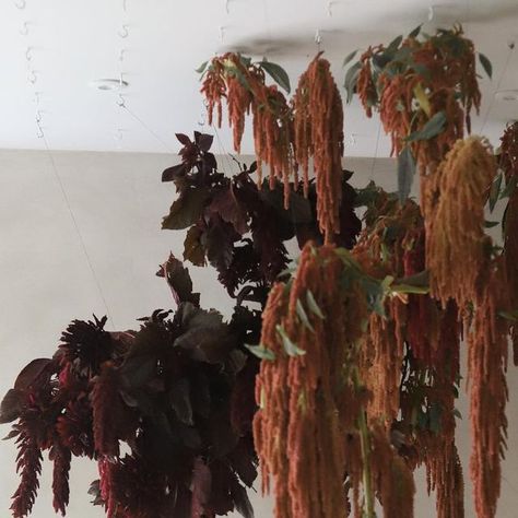 Frida Kim on Instagram: "#clouds #amaranthus . Made by @cassel_kr @aflower_aday @lin0331 . . . . . . . . . . . . . . #fridakim #fridakim_london #꽃#플라워 #ikebana #art#sustainability #londonflower#marketflowers#inspiredbynature" Amaranthus Installation, Hanging Amaranthus Arrangement, Brown Amaranthus, Dried Amaranthus, Hanging Amaranthus, Moody Florals, Floral Installation, Roof Installation, Ceiling Installation