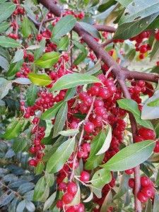 Foraging for "Autumnberries" (autumn olive), Eleagnus umbellata. Many clear photos to help with identification. A great wild edible! Elaeagnus Umbellata, Olive Bush, Edible Berries, Autumn Olive, Wild Foraging, Wild Food Foraging, Edible Wild Plants, Foraged Food, Living Off The Land