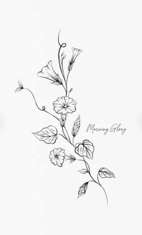 Simple Jack Russell Tattoo, Esperanza Flower Tattoo, Morning Flower Tattoo, Morning Glory Stencil, Aster And Morning Glory Tattoo Simple, Morning Glory Rib Tattoo, Morning Glory Outline Tattoo, Sweet Pea And Morning Glory Tattoo, Tattoo Ideas Morning Glory