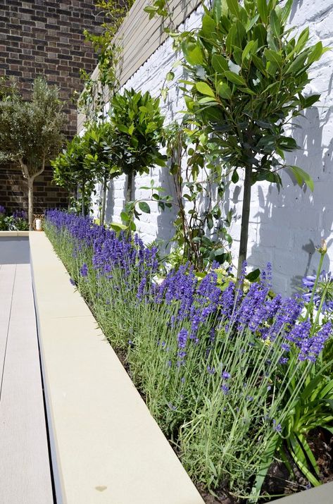 Raised beds painted grey composite limed decking bench Jasmine Bay trees hardwood white wash screen London | London Garden Design Decking Bench, Bay Trees, Garden Ideas Driveway, Small Garden Landscape, Courtyard Gardens Design, Front Garden Design, Back Garden Design, London Garden, Patio Garden Design