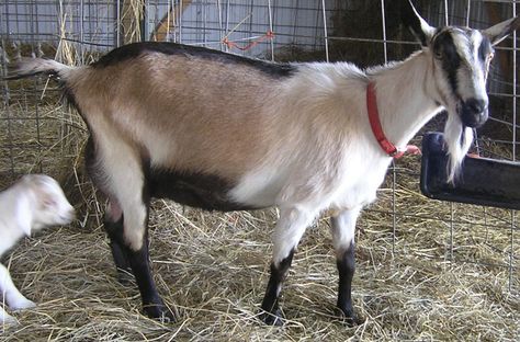 Alpine Goats Dairy, Goat Pictures, Toggenburg Goat, Alpine Goats, Goat Picture, Female Goat, Farm Images, Goat Care, Strongest Animal