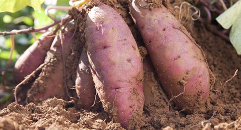 Also known as sweet potato, kūmara is a firm Kiwi favourite. High in fibre and providing essential nutrients including calcium and iron, it is a superfood of the garden. Kūmara is a root crop that grows underground in a similar way to potatoes. Follow our step by step guide. Sweet Potato Varieties, Sweet Potato Leaves, Sweet Potato Slips, Potato Gardening, Sweet Potato Plant, Growing Sweet Potatoes, Canning Sweet Potatoes, Sweet Potato Vine, Japanese Sweet Potato