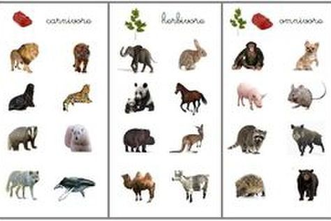 Carnivores, herbivores ou omnivores Carnivores Herbivores Omnivores, Animal Fact File, Fun Facts About Animals, Extinct Animals, All About Animals, Endangered Animals, Montessori Materials, Preschool Activity, Animal Projects