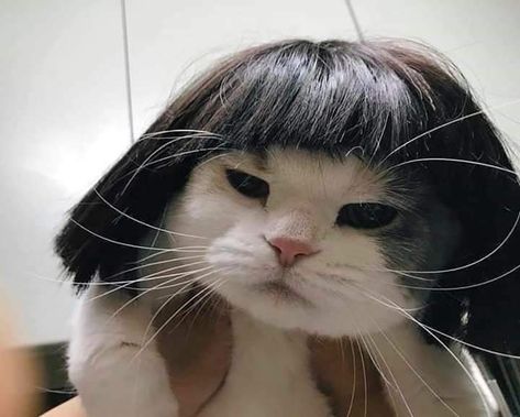 When Dora is a cat. 🤣 Meme Chat, Feel Good About Yourself, Cute Cat Memes, Cute Cats Photos, Cat Aesthetic, Funny Cute Cats, Cute Kittens, Funny Animal Pictures