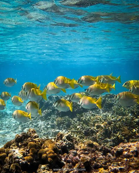 Tanote Bay Koh Tao snorkeling Ko Tao Thailand, Koh Tao Thailand, Beaches In Thailand, Thailand Scuba Diving, Thailand Koh Tao, Thailand Places, Thailand Snorkeling, Krabi Thailand, Thailand Travel Guide