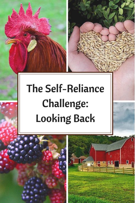 Come see how our entire challenge went while we spent time looking back over the last month. Acre Homestead, Help Save Money, Homestead Farm, Homesteading Skills, Self Sufficient, Self Reliance, Green Power, Homestead Survival, Small Farm