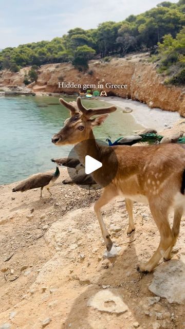 19K likes, 123 comments - tzatchickie on May 17, 2024: "This small island in Greece is a dream! 10 minutes away from Aegina 🥹. So just 1 hour from Athens. Deer 🦌 and peacocks 🦚 roam freely 🥰. There is 1 beach bar, currently charging €20 per set. . How to get there? 👉🏻 Taxi boat return from Perdika (10⏱️ - € 6) or Aegina town (20⏱️ - €12). 👉🏻 Take a half or full day boat trip to Moni, Agistri and/or around Aegina (@aeginafishingtripsandmore) . Of course in summer it gets very crowded in Aegina Greece, Greece Travel Tips, Boat Trip, Greece Islands, Beach Bar, Beach Bars, Small Island, Boat Trips, Peacocks