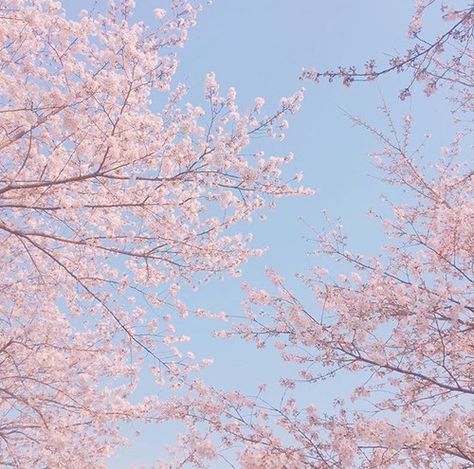 Rose Quartz Serenity Aesthetic, Rose Quartz Aesthetic Wallpaper, Rose Quartz And Serenity Aesthetic, Rose Quartz Aesthetic, Serenity Aesthetic, Quartz Aesthetic, Aesthetic Twitter Header, Serenity Color, Rose Quartz And Serenity