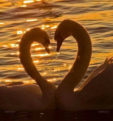 Swans in love on the lake in La. GM Swans In Love, Swan Pictures, Swan Love, Mute Swan, Romantic Art, Swan Lake, Swans, Aphrodite, 그림 그리기