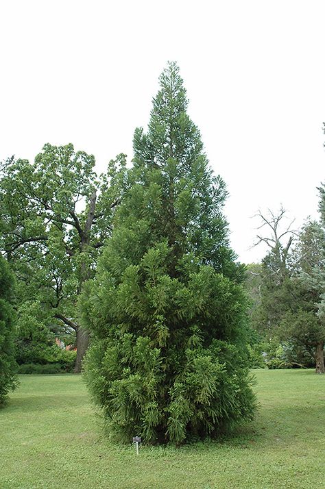 Cryptomeria japonica | Japanese Cedar http://www.missouribotanicalgarden.org/PlantFinder/PlantFinderDetails.aspx?kempercode=a158 Japanese Cypress Tree, Japanese Cedar, Japanese Cedar Tree, Yoshino Cryptomeria, Cryptomeria Japonica, Hinoki Cypress Gracilis, Eriobotrya Japonica Tree, Landscaping Along Fence, Privacy Trees