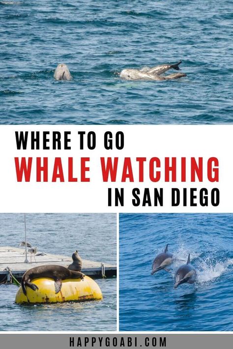 Looking for a great place to go whale watching? San Diego is the perfect place! Learn what you might see and where to go in San Diego for an excellent whale watching experience! San Diego Vacation, California San Diego, San Diego Travel, California Dreaming, Missing Link, Short Trip, Whale Watching, Usa Travel, California Travel