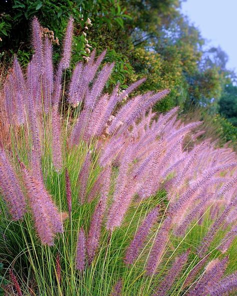 Purple Fountain Grass Landscape, Purple Garden Ideas, Front House Decor, Calamagrostis Acutiflora, Hill Country Landscape, Ornamental Grass Landscape, Solstice Wedding, Garden Mood Board, Landscaping Shrubs