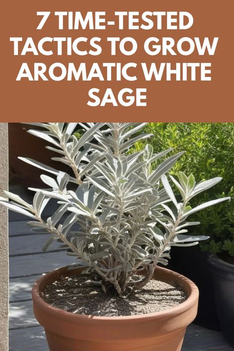 Learn how to grow white sage in your own backyard with these simple steps. White sage is a beautiful and versatile herb that has been used for centuries in various cultures. By following our guide on how to grow white sage, you can have your own fresh supply right at home. Discover the best soil conditions, watering schedule, and sunlight requirements for growing healthy white sage plants. Lunar Garden, White Sage Plant, Sage Plants, Sage Plant, Insecticidal Soap, Organic Compost, Olive Trees, White Sage, New Growth