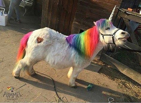 Photo | #Unicorns look how haPPY IT IS TO BE A UNICORN | Explosive Rainbows | Flickr Unicorn Life, Real Unicorn, Horse Costumes, Unicorns And Mermaids, Baby Unicorn, Cute Horses, Cute Unicorn, Horse Love, Rainbow Unicorn