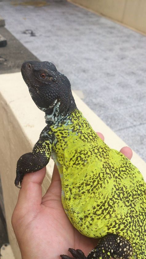 Uromastyx acanthinura nigriventris Pictures Of Reptiles, Uromastyx Lizard, Pet Lizards, Reptile Room, Cute Reptiles, Beautiful Snakes, Chameleons, Reptiles Pet, Rare Animals