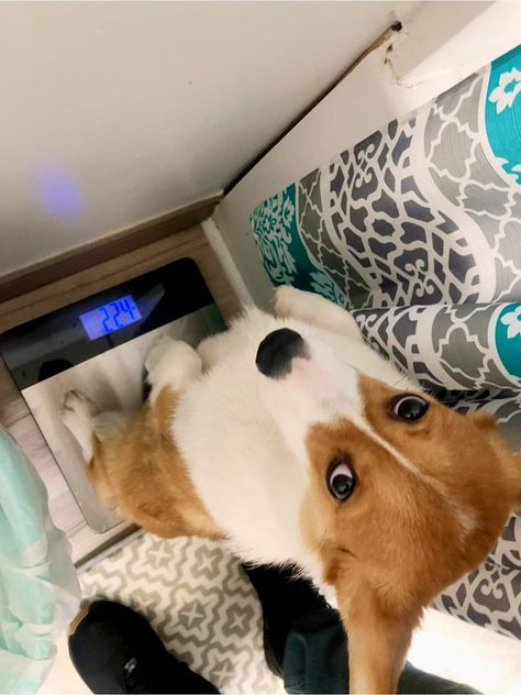 Corgi Pfp Aesthetic, Corgi Profile Picture, Corgi Aesthetic Wallpaper, Cute Corgi Puppy Aesthetic, Baby Corgi, Cute Corgi Puppy, Goofy Dog, Corgi Pictures, King Charles Dog