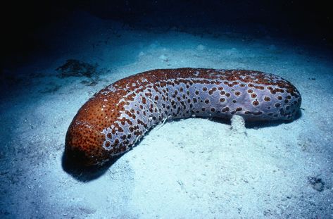 Facts About Sea Cucumbers Sea Cucumbers, Fish Chart, Florida Wildlife, Ocean Ecosystem, Marine Pollution, Sea Cucumber, Rocky Shore, Underwater Creatures, Underwater Life