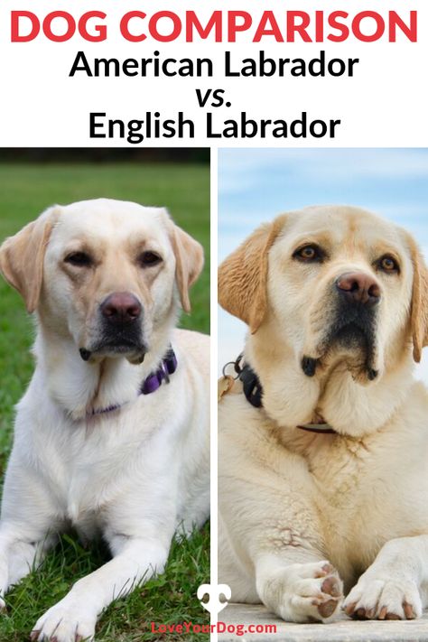 The English Labrador is more of a term for show, or conformation Labradors, whereas the American Labrador is a term for working Labradors. Find out more how they compare! #LoveYourDog #AmericanLab #EnglishLab #Dog #Dogs English Yellow Lab, Yellow Labs Dogs, American Labrador Retriever, Lab Puppy Training, English Labrador Retriever, White Labrador Puppy, Dudley Labrador, English Lab Puppies, Labs Dogs