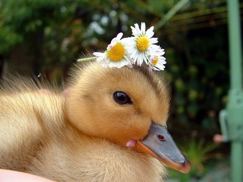 Nice Animals, Wild Pictures, Cute Ducks, Cute Ducklings, Quack Quack, Baby Animals Pictures, Duck Duck, Baby Ducks, Lovely Animals