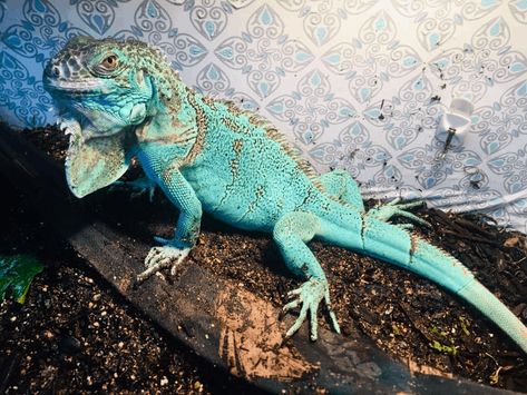 How Big Does A Blue Iguana Get Iguana Food, Big Iguana, Iguana Pet, Blue Iguana, Pet Reptiles, Grand Cayman Island, Green Iguana, Apartment Vibes, Cute Reptiles