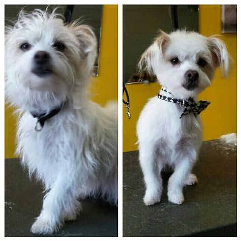 Tucker before and after grooming Maltese X jack Russell Terrier Terrier Mix Haircut, Grooming Maltese, Terrier Haircut, Maltese Terrier, Jack Russell Mix, Dog Grooming Salons, Grooming Salon, Dog Pin, Russell Terrier