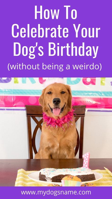 Dog Pee Smell, Dog's Birthday, Dogs Birthday, Puppy Birthday Parties, Dog Birthday Party, Puppy Birthday, Aggressive Dog, Dog Help, Dog Party